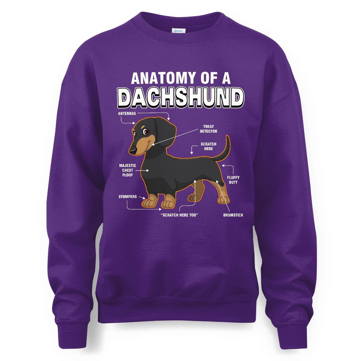 Dachshund Anatomy Explained