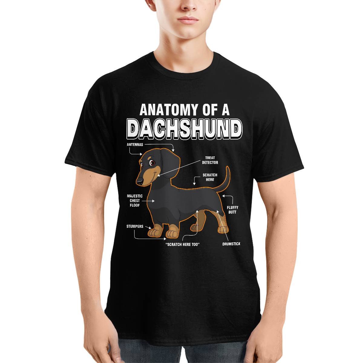 Dachshund Anatomy Explained