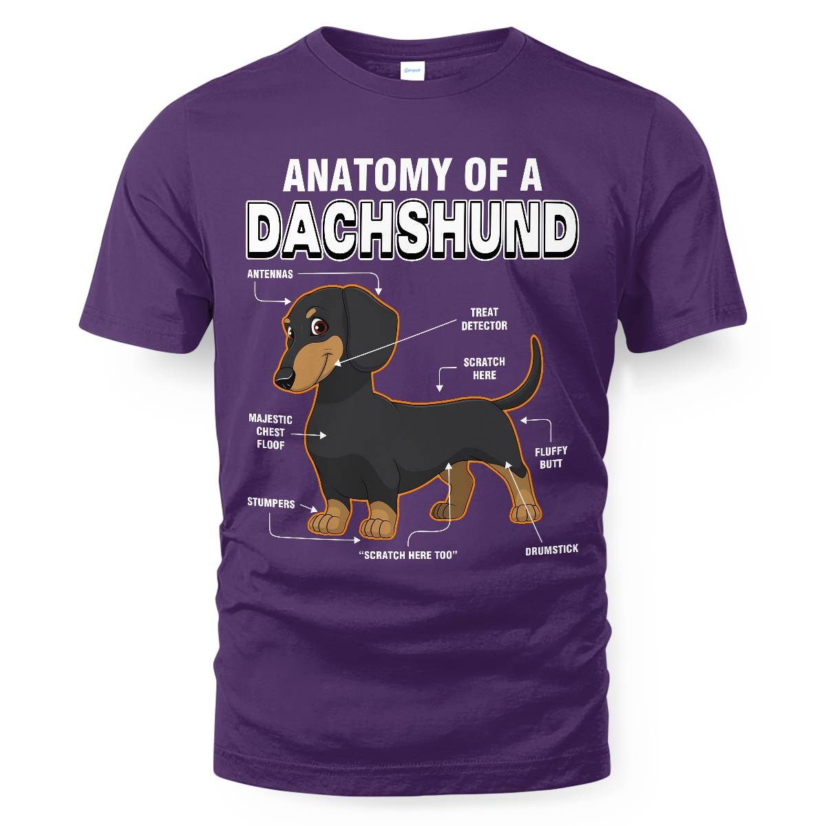 Dachshund Anatomy Explained