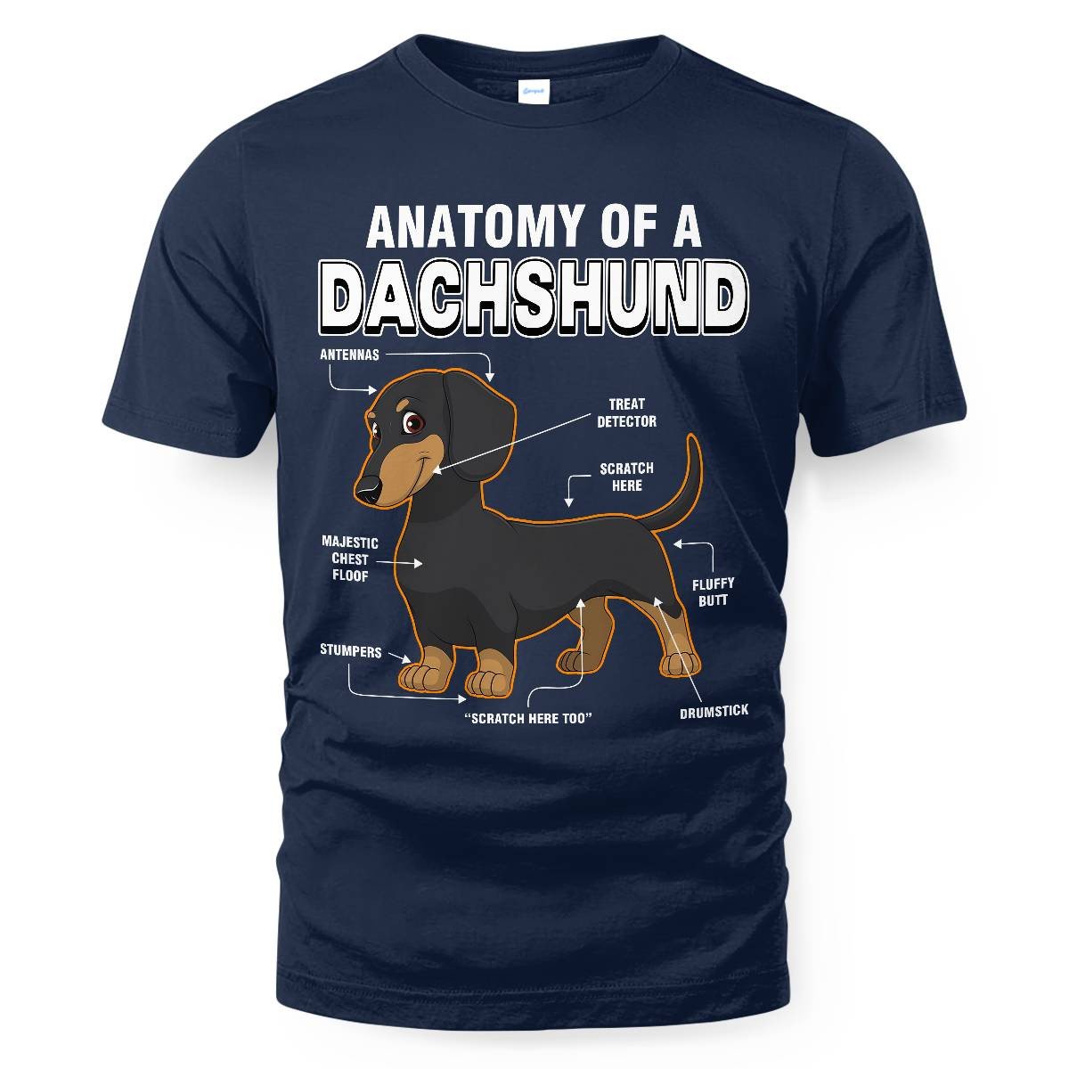 Dachshund Anatomy Explained